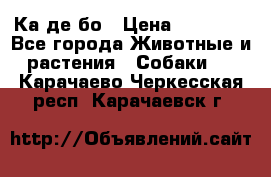 Ка де бо › Цена ­ 25 000 - Все города Животные и растения » Собаки   . Карачаево-Черкесская респ.,Карачаевск г.
